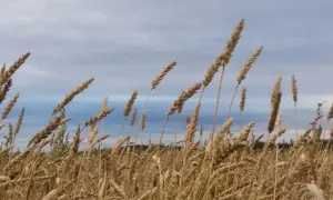 Välmogande ax av en typ av vete svajar i vinden mot en molnig himmel.