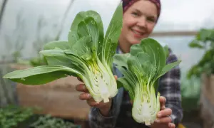 Glad odlare visar upp färsk pak choi i växthus.