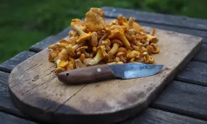 En hög med kantareller på en träskärbräda med en kniv. Dags att ta hand om kantareller för en god måltid.