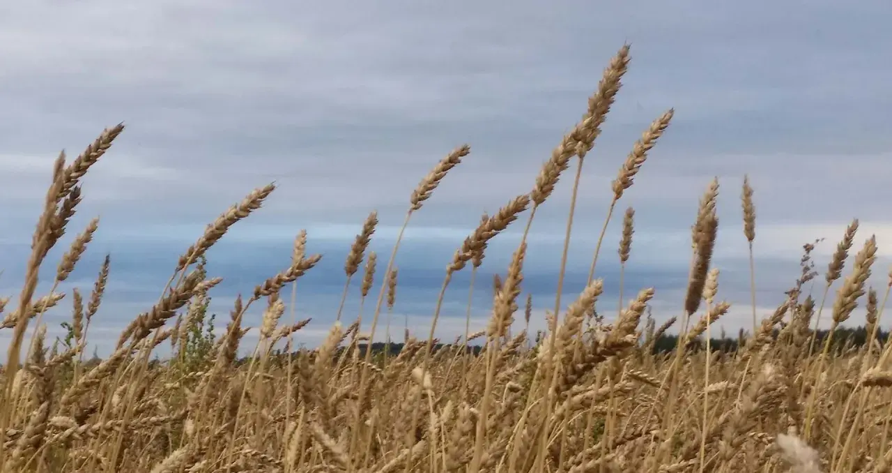 Välmogande ax av en typ av vete svajar i vinden mot en molnig himmel.