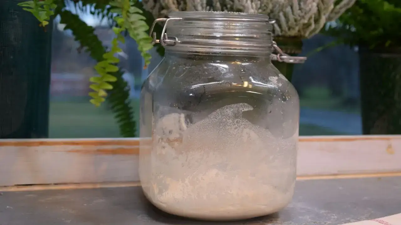 En glasburk med surdeg som väntar på att starta surdeg. Bubblor syns på glasets insida.